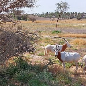 Scimitar oryx in Sahel exhibit