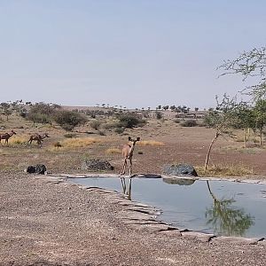 Kudu in Savanne exhibit