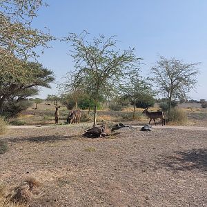 Waterbuck in Savanne exhibit