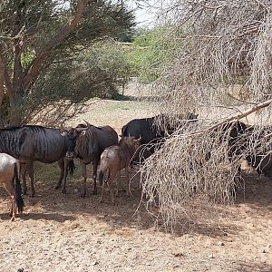 Wildebeest in Serengeti area