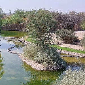 Nile crocodile exhibit