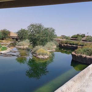 Road along Nile crocodile exhibit