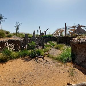 White-throated monitor exhibit