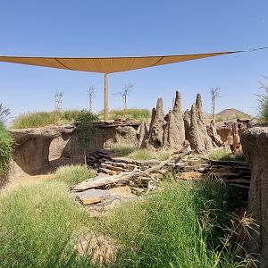 White-throated monitor exhibit