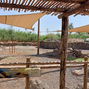 African Spurred Tortoise exhibit