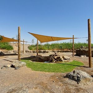 African Spurred Tortoise exhibit