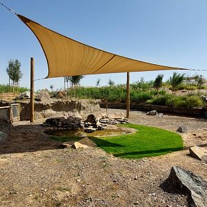 African Spurred Tortoise exhibit