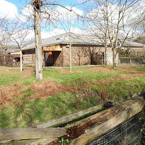 Okapi and Red duiker enclosure 180322