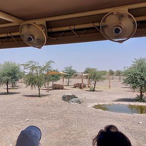 White Rhino in Ngorongoro area