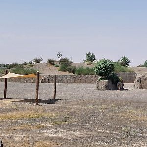 White Rhino in Ngorongoro area