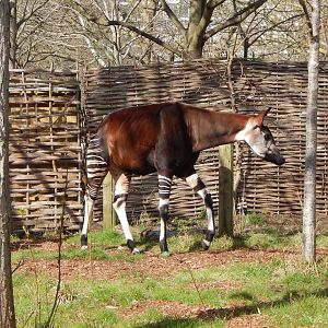 Okapi 180322