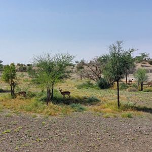 Impala at the Savanne area