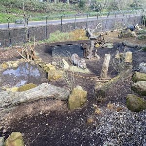 Warthog enclosure 180322