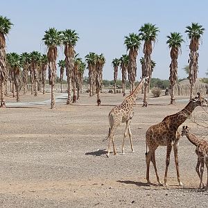 Moremi area (Giraffes)