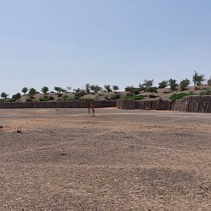 Moremi area (Giraffes)