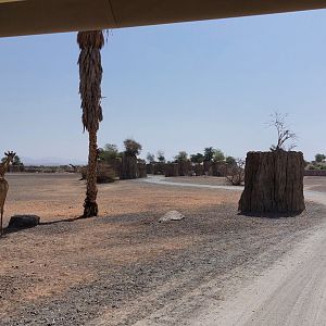 Moremi area (Giraffes)