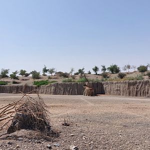 Moremi area (Giraffes)