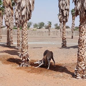 Common eland at Moreni area