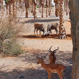 Common eland and Impala at Moreni area