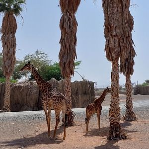 Giraffes at Moremi area