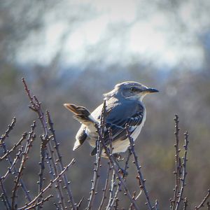 Northern Mockingbird