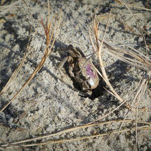Atlantic Sand Fiddler Crab