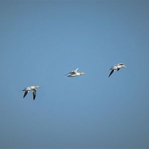 Northern Gannets