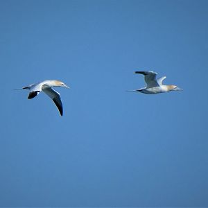 Northern Gannets