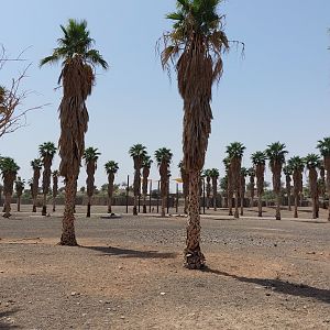 Overview of gaint palmtree forest at Moremi area