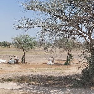 Scimitar oryx in Sahel area