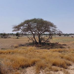Gazelles at Sahel area