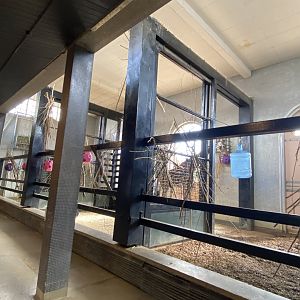 Giraffe indoors 180322