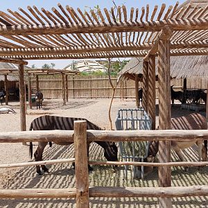 Donkeys at petting zoos