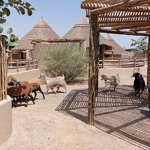 Sheep at petting zoo