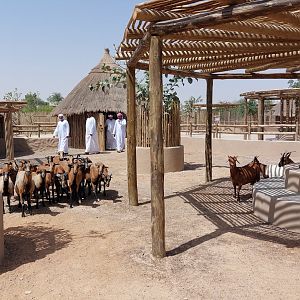 Sheep at petting zoo