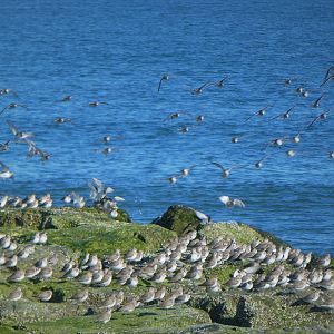 Dunlins