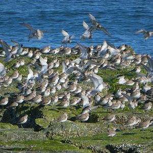 Dunlins
