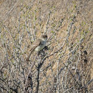 Eastern Phoebe