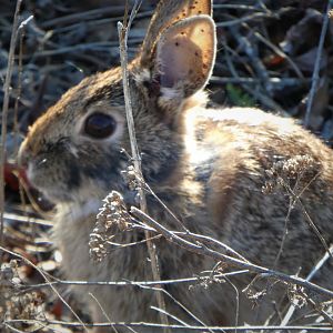 Eastern Cottontail