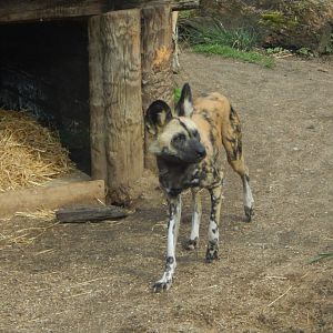 African hunting dog 180322