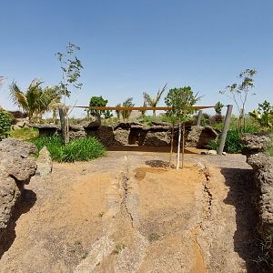 Aldabra Giant Tortoise enclosure