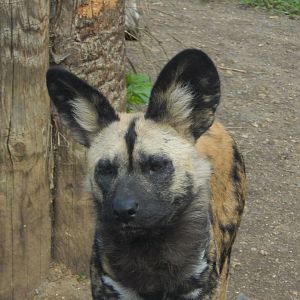 African hunting dog 180322