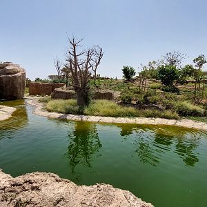 Ring-tailed Lemur enclosure