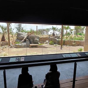 View into Lemur and tortoise enclosure