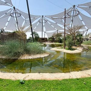 Birds of Africa Aviary