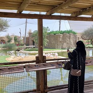 Look-out point on the flamingos