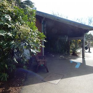 Komodo dragon exhibit 180322