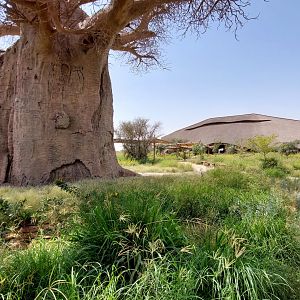 Giant (fake) Baobab at entrance