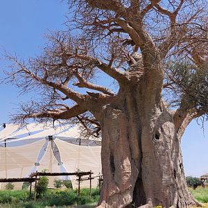 Giant (fake) Baobab at entrance