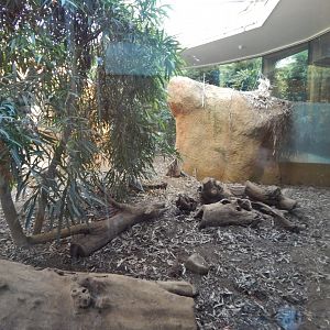 Komodo dragon exhibit 180322